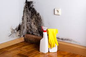 Professional Mold Removal Services in Vergennes, VT